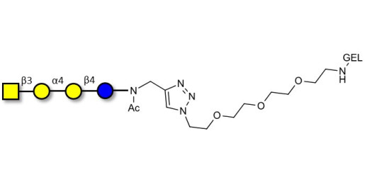 Globotetraose (Gb4) grafted on gel for affinity chromatography (Linker-GEL A) - P antigen ; Globo-N-Tetraose