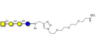 Globotetraose (Gb4) grafted...