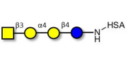 Globotetraose (Gb4) grafted...