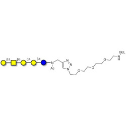 Globopentaose (Gb5) / Stage Specific Embryonic Antigen 3a (SSEA-3a) grafted on gel for affinity chromatography (Linker-GEL A)