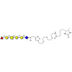 Globo-H hexaose / Stage Specific Embryonic Antigen 3b (SSEA-3b) linked to desthiobiotin (Linker-DBT-A)