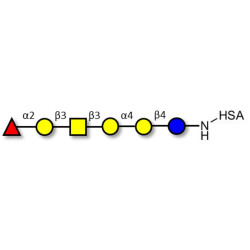 Globo-H hexaose / Stage Specific Embryonic Antigen 3b (SSEA-3b) grafted on HSA