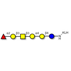 Globo-H hexaose / Stage Specific Embryonic Antigen 3b (SSEA-3b) grafted on KLH