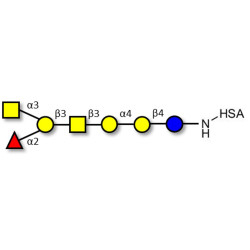 Globo-A heptaose grafted on HSA
