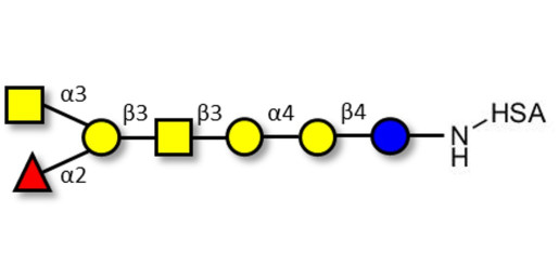 Globo-A heptaose grafted on HSA