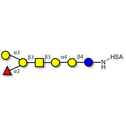 Globo-B heptaose grafted on HSA