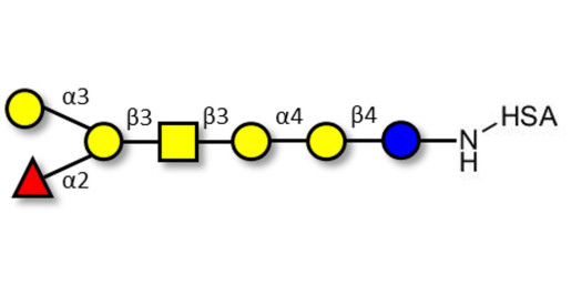 Globo-B heptaose grafted on HSA