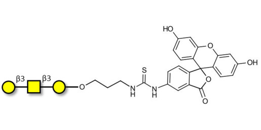 Core type 4 (Gb5 triose core structure) linked to fluorescein (Linker-FLUO A)