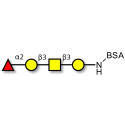 Blood group H antigen tetraose type 4 grafted on BSA