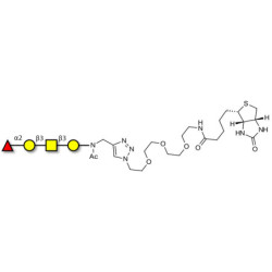 Blood group H antigen tetraose type 4 linked to biotin (Linker-BT A)