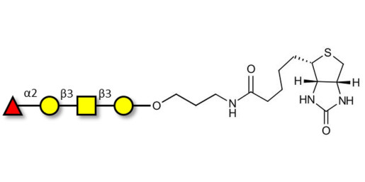 Blood group H antigen tetraose type 4 linked to biotin (Linker-BT B)