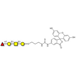 Blood group H antigen tetraose type 4 linked to fluorescein (Linker-FLUO A)