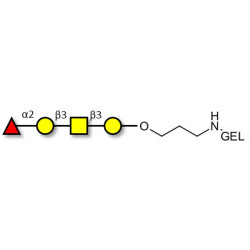 Blood group H antigen tetraose type 4 grafted on gel for affinity chromatography (Linker-GEL B)