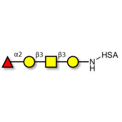 Blood group H antigen tetraose type 4 grafted on HSA