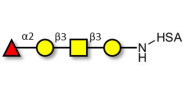 Blood group H antigen...