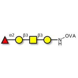 Blood group H antigen tetraose type 4 grafted on OVA