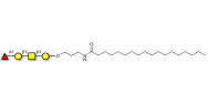 Blood group H antigen...