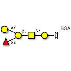 Blood group B antigen pentaose type 4 grafted on BSA