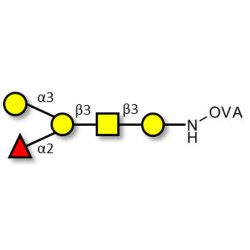 Blood group B antigen pentaose type 4 grafted on OVA