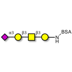 Stage-Specific Embryonic Antigen-4 tetraose (SSEA-4 tetraose) grafted on BSA