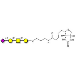 Stage-Specific Embryonic Antigen-4 tetraose (SSEA-4 tetraose) linked to biotin (Linker-BT B)