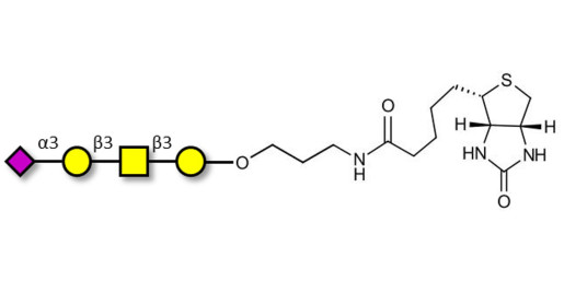 Stage-Specific Embryonic Antigen-4 tetraose (SSEA-4 tetraose) linked to biotin (Linker-BT B)