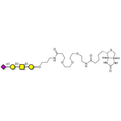 Stage-Specific Embryonic Antigen-4 tetraose (SSEA-4 tetraose) linked to biotin (Linker-BT C)