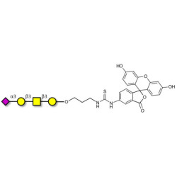 Stage-Specific Embryonic Antigen-4 tetraose (SSEA-4 tetraose) linked to fluorescein (Linker-FLUO A)