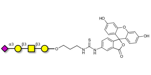 Stage-Specific Embryonic Antigen-4 tetraose (SSEA-4 tetraose) linked to fluorescein (Linker-FLUO A)