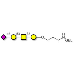 Stage-Specific Embryonic Antigen-4 tetraose (SSEA-4 tetraose) grafted on gel for affinity chromatography (Linker-GEL B)