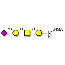 Stage-Specific Embryonic Antigen-4 tetraose (SSEA-4 tetraose) grafted on HSA