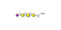 Stage-Specific Embryonic Antigen-4 tetraose (SSEA-4 tetraose) grafted on HSA