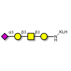 Stage-Specific Embryonic Antigen-4 tetraose (SSEA-4 tetraose) grafted on KLH