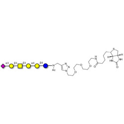 Stage-Specific Embryonic Antigen-4 hexaose (SSEA-4 hexaose) linked to biotin (Linker-BT A)