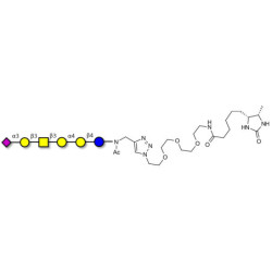 Stage-Specific Embryonic Antigen-4 hexaose (SSEA-4 hexaose) linked to desthiobiotin (Linker-DBT-A)