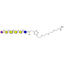 Stage-Specific Embryonic Antigen-4 hexaose (SSEA-4 hexaose) grafted on gel for affinity chromatography (Linker-GEL A)