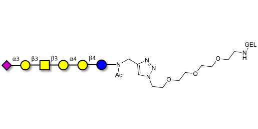 Stage-Specific Embryonic Antigen-4 hexaose (SSEA-4 hexaose) grafted on gel for affinity chromatography (Linker-GEL A)