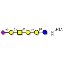Stage-Specific Embryonic Antigen-4 hexaose (SSEA-4 hexaose) grafted on HSA