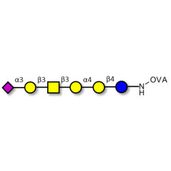 Stage-Specific Embryonic Antigen-4 hexaose (SSEA-4 hexaose) grafted on OVA
