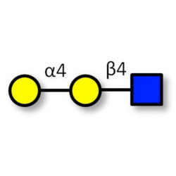 P1 antigen (>90% NMR)