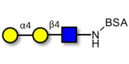 P1 antigen grafted on BSA