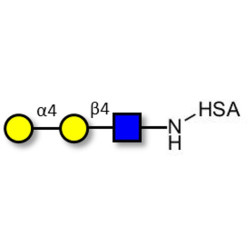 P1 antigen grafted on HSA