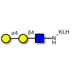 P1 antigen grafted on KLH