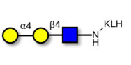 P1 antigen grafted on KLH