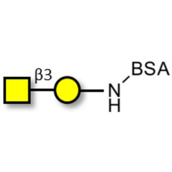 Gb4 Globoside terminal grafted on BSA