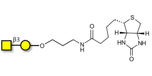 Gb4 Globoside terminal linked to biotin (Linker-BT B)