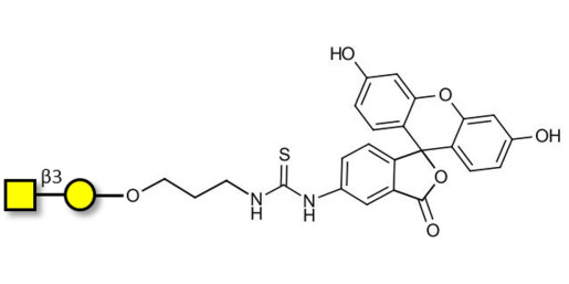 Gb4 Globoside terminal linked to fluorescein (Linker-FLUO A)