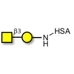 Gb4 Globoside terminal grafted on HSA