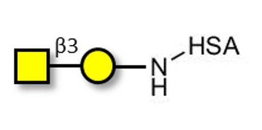 Gb4 Globoside terminal grafted on HSA