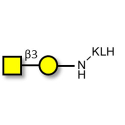 Gb4 Globoside terminal grafted on KLH